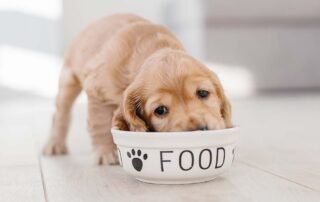 Best Dog Food for Puppies