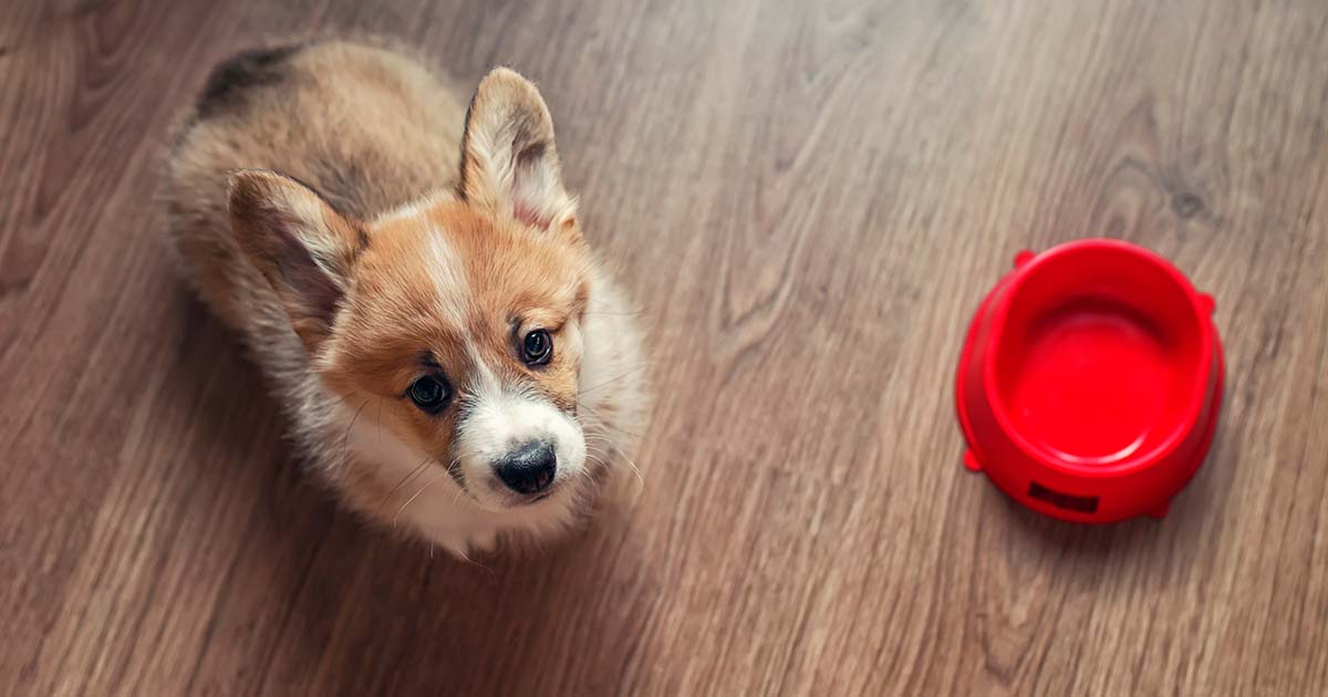 How Long Should a Puppy Eat Puppy Food