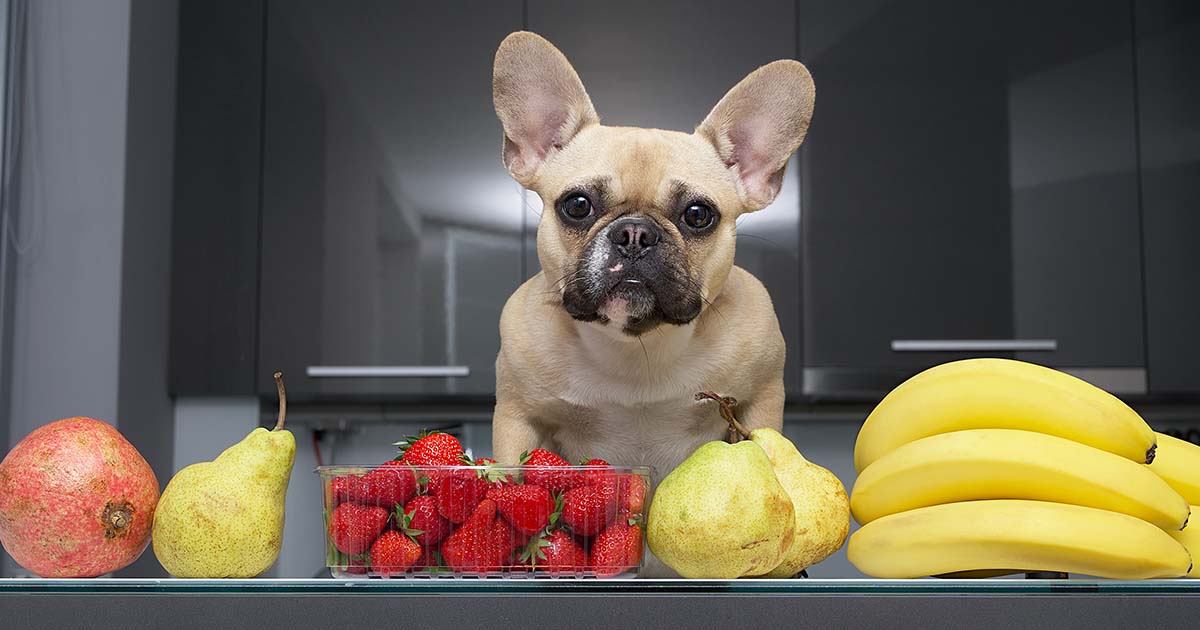 What Fruits Can Dogs Eat?