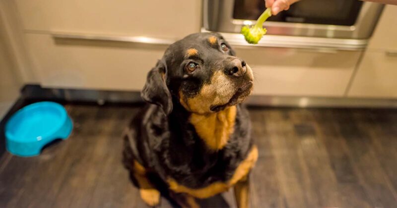 Can dogs eat broccoli