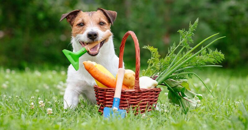 dog with basket of vegetables