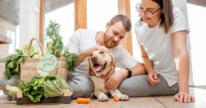 What vegetables can dogs eat?
