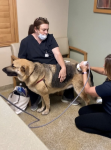 Pulse Vet in action Pulse Vet in action