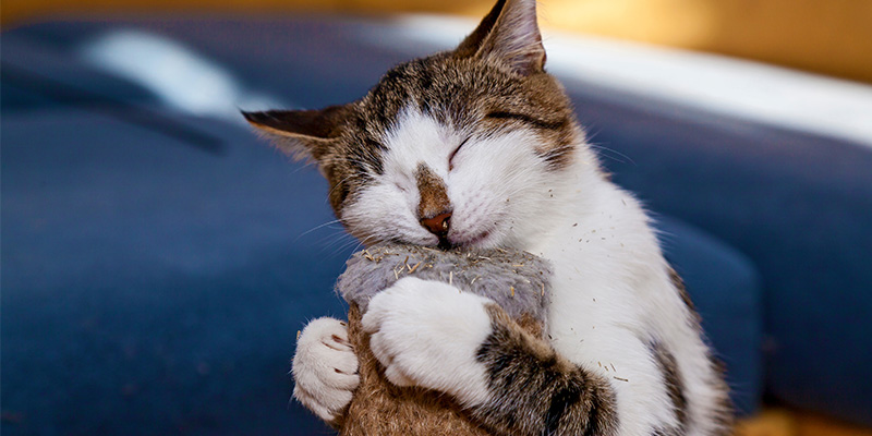 Happy Cat with Catnip