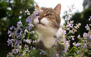 Why Do Cats Like Catnip header