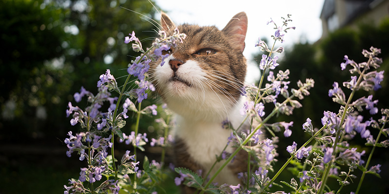Why Do Cats Like Catnip header Why Do Cats Like Catnip header