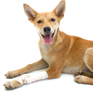 Dog with broken leg