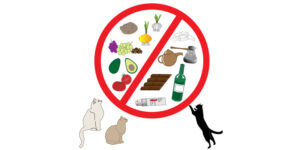 what cat's cannot eat