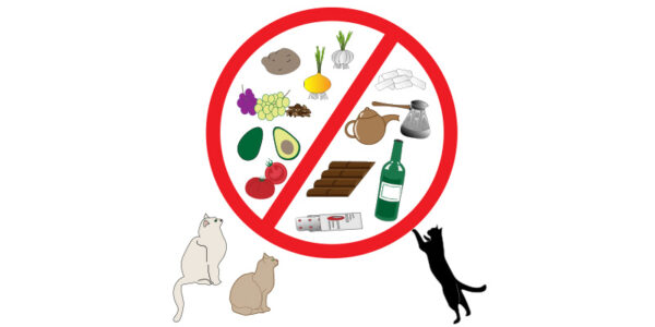 what cat’s cannot eat what cat's cannot eat