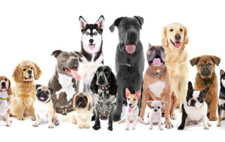 Choose the Right Dog Breed