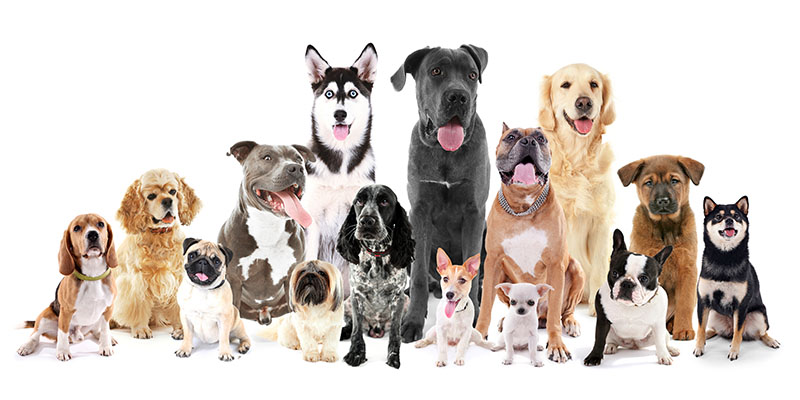 Choose the Right Dog Breed