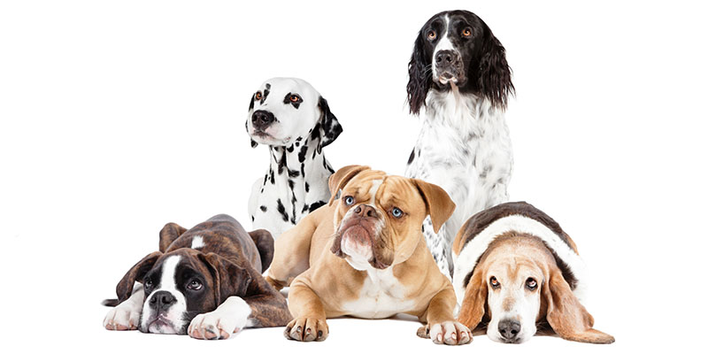 Factors to Consider When Choosing a Dog Breed Factors to Consider When Choosing a Dog Breed