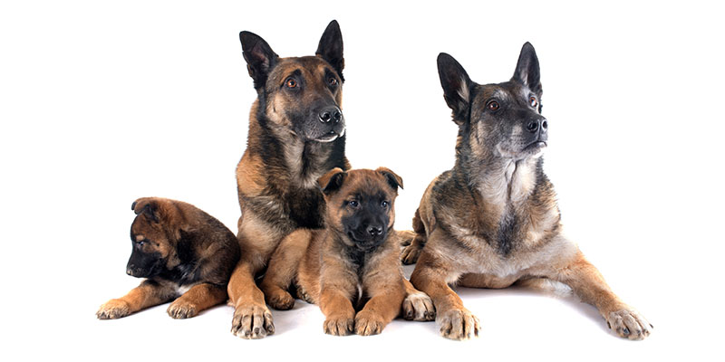 Physical Maintenance and Grooming Cost Physical Maintenance and Grooming Cost