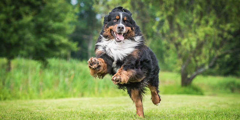 larger dogs often have a lot of energy