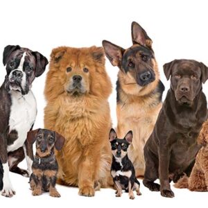 Dog Flu