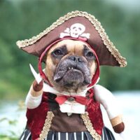 Dog in pirate costume