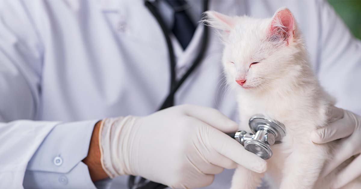 When to Take a Kitten to the Vet