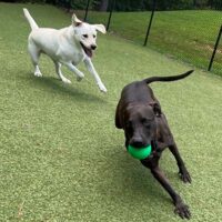 daycare pups