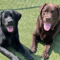 daycare pups