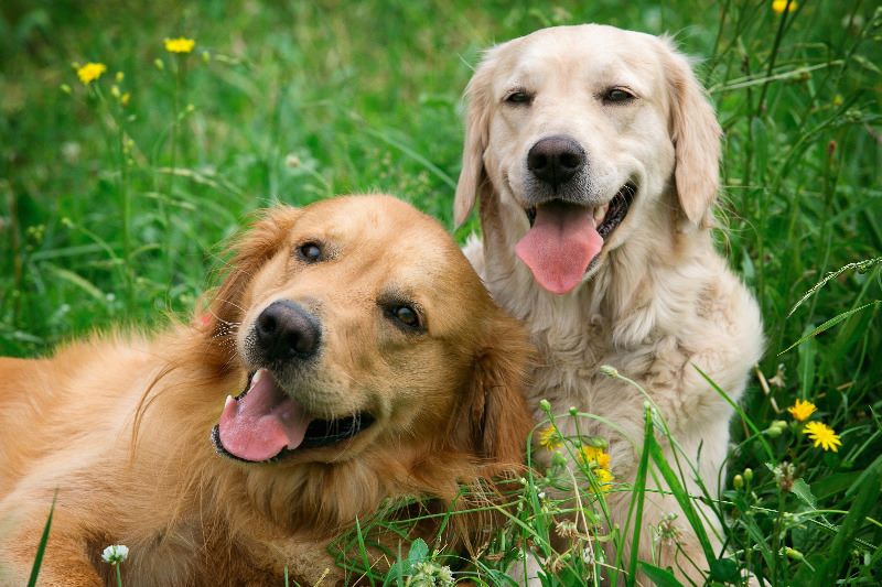 Happy Golden Retrievers