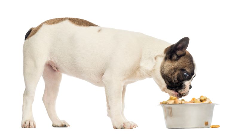 French Bulldog Weight Management