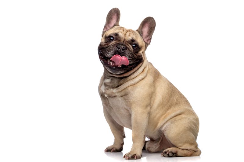 French Bulldog Socialization