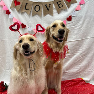 Valentines pups goldens