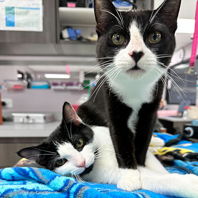 Milo & Otis, Harmony Animal Hospital Ambassadors