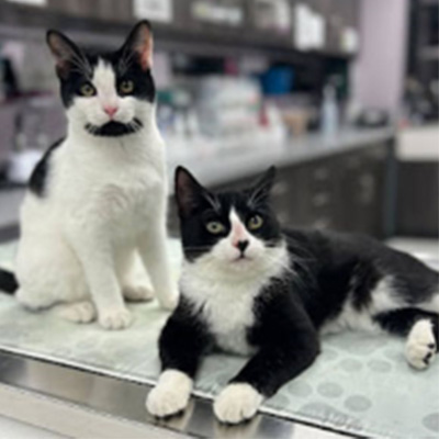 Milo & Otis, Harmony Animal Hospital Ambassadors