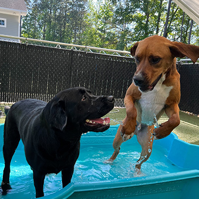 doggie daycare