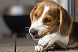Can Dogs Digest Rawhide