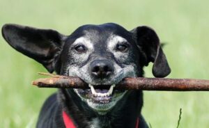senior dog with stick