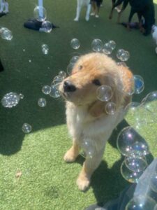Mental Benefits of Dog Daycare