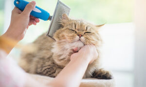 Cat being groomed at the Harmony Pet Resort & Spa