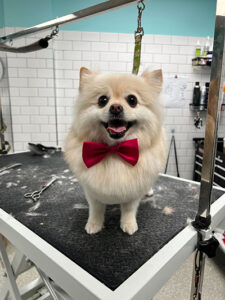 Cute pup being groomed