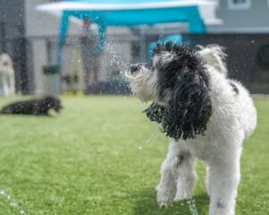 pup shaking off water