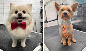 Dogs after grooming at the Harmony Pet Resort & Spa.