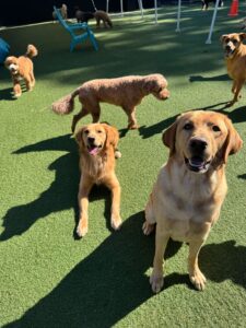 group of golden colored pups