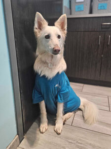 white dog in harmony t-shirt
