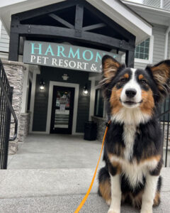 pup sitting in front of the pet resort and spa sign