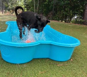 pup splashing in the pool