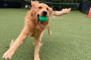 Golden with green ball