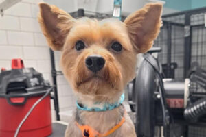 freshly groomed pup