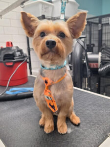 groomed yorkie with a cute tie