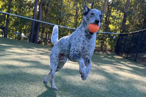 pup catching a toy