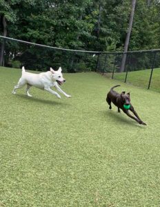 one pup chasing another with a toy