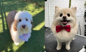 dog grooming