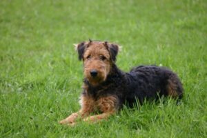 Airedale Terrier