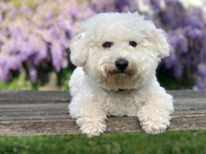 Bichon Frise