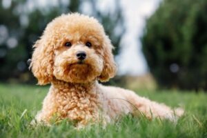 Miniature Poodle